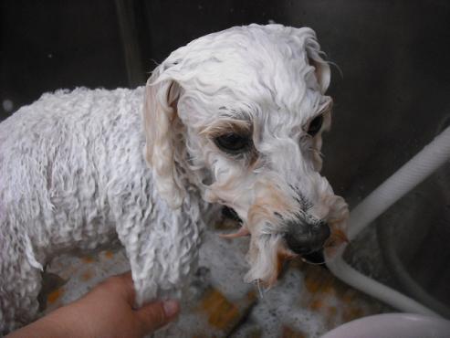 ファイル 1709-3.jpg