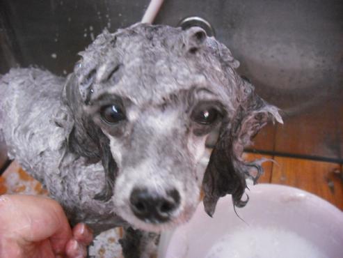 ファイル 171-2.jpg