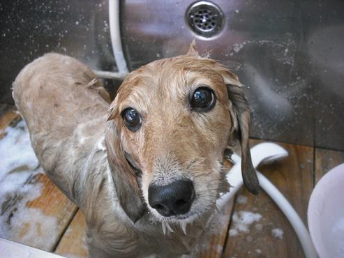 ファイル 1710-2.jpg