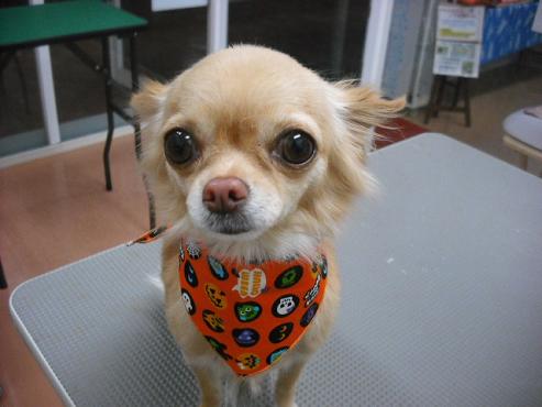 ファイル 1711-1.jpg