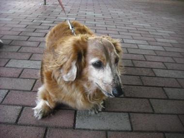 ファイル 1712-1.jpg