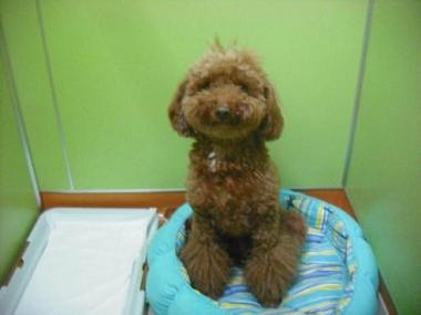 ファイル 1713-1.jpg