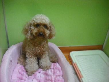 ファイル 1714-1.jpg