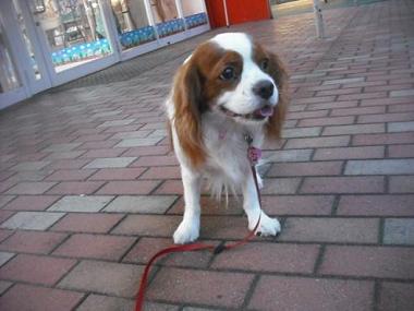 ファイル 1715-2.jpg