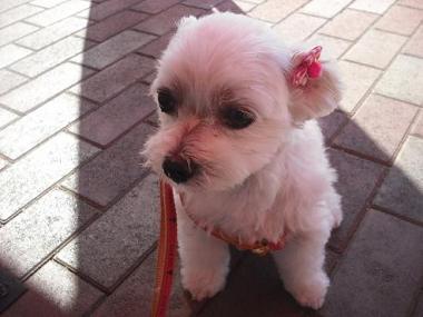 ファイル 1717-2.jpg