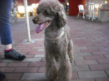 ファイル 1718-2.jpg