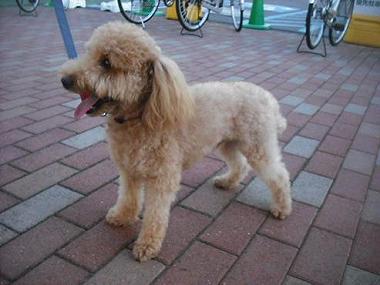 ファイル 1719-2.jpg