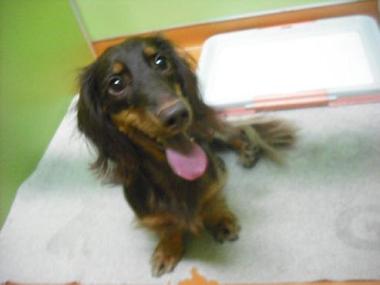 ファイル 1721-1.jpg