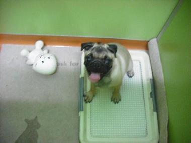 ファイル 1726-2.jpg