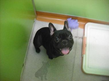 ファイル 1727-1.jpg