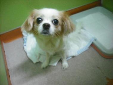 ファイル 1728-2.jpg