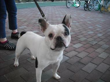 ファイル 1729-1.jpg