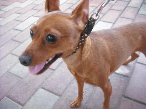 ファイル 1730-2.jpg