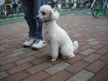 ファイル 1731-3.jpg