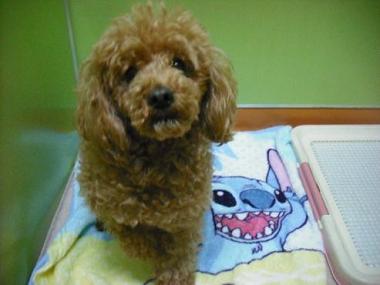 ファイル 1732-1.jpg