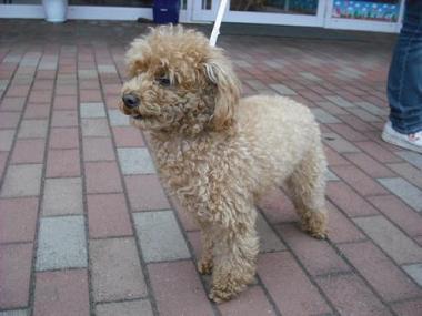 ファイル 1732-2.jpg