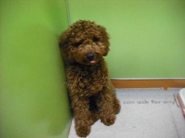 ファイル 1733-1.jpg