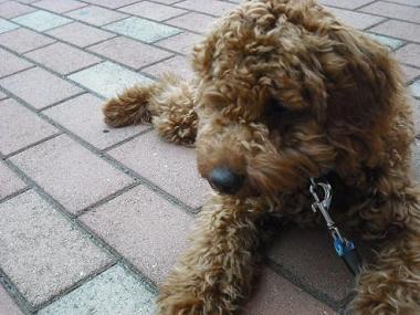 ファイル 1733-2.jpg