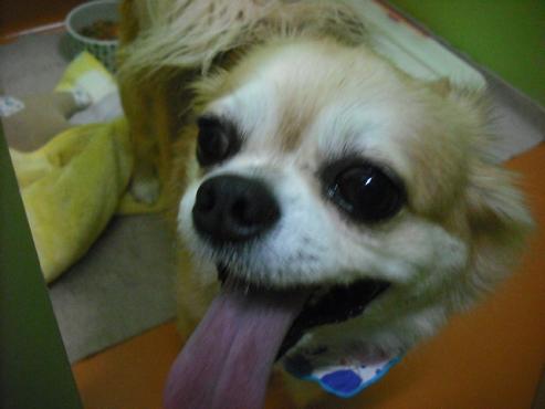 ファイル 1738-1.jpg