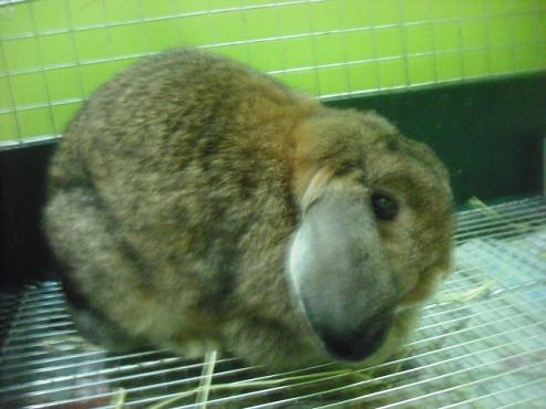 ファイル 1739-1.jpg