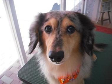 ファイル 1745-1.jpg