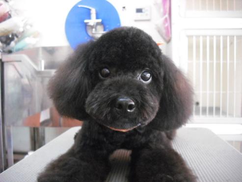 ファイル 1747-1.jpg