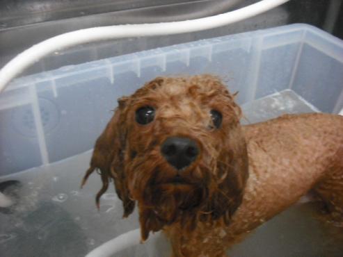 ファイル 175-2.jpg