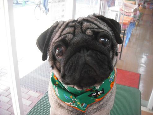 ファイル 1750-1.jpg