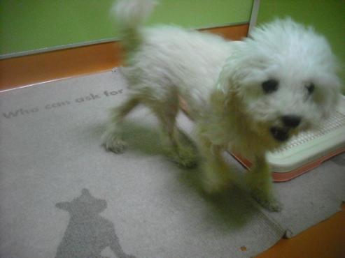 ファイル 1753-2.jpg