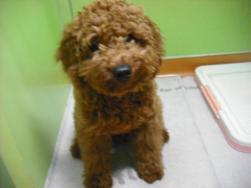 ファイル 1757-2.jpg