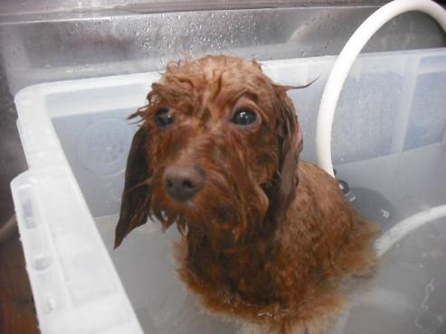 ファイル 176-2.jpg