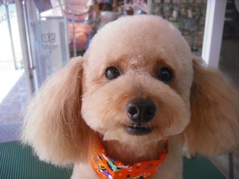 ファイル 1763-1.jpg