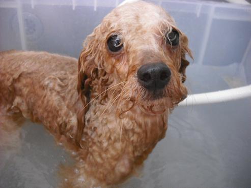 ファイル 1763-2.jpg