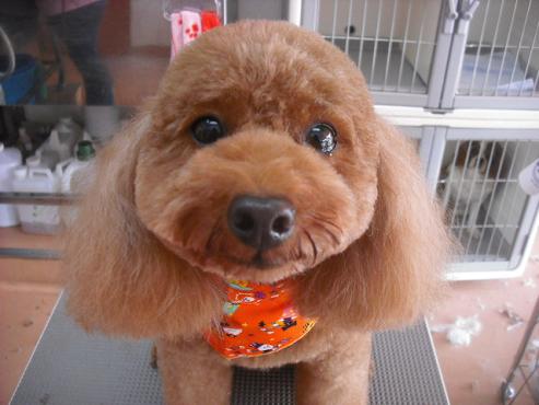 ファイル 1764-1.jpg