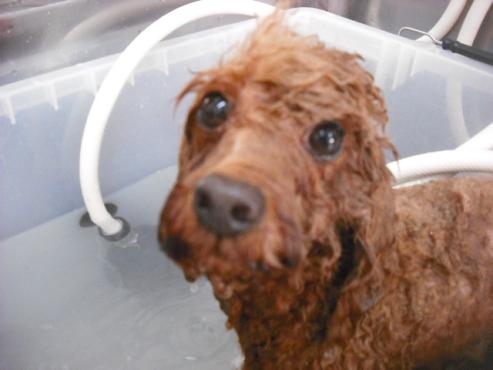 ファイル 1764-2.jpg