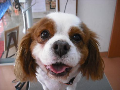 ファイル 1765-1.jpg