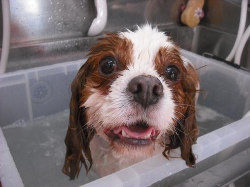 ファイル 1765-2.jpg