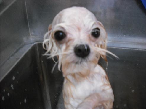 ファイル 1768-2.jpg