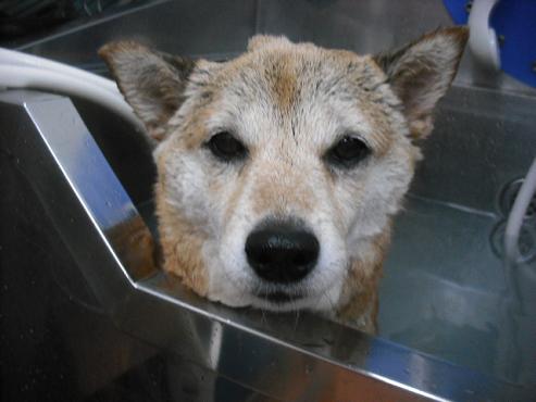 ファイル 1769-2.jpg