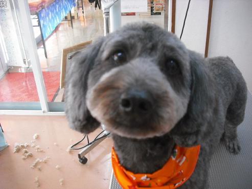 ファイル 1771-1.jpg