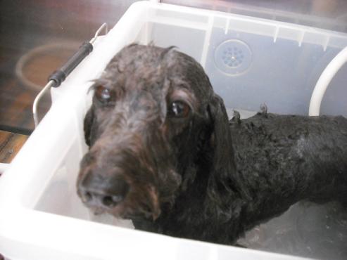 ファイル 1771-2.jpg