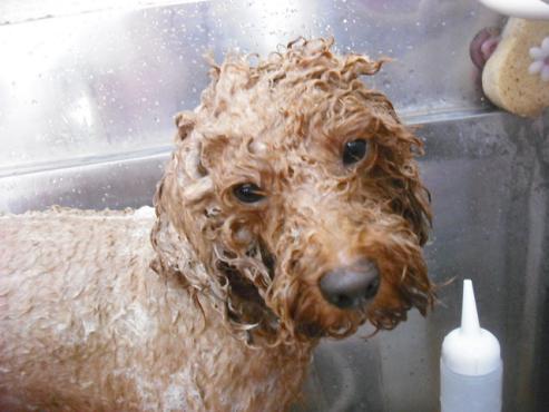 ファイル 1772-2.jpg