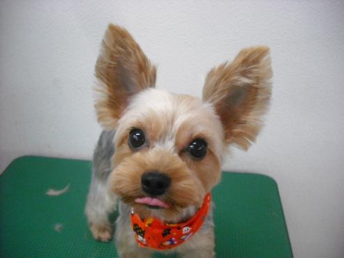 ファイル 1780-1.jpg