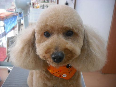 ファイル 1781-1.jpg