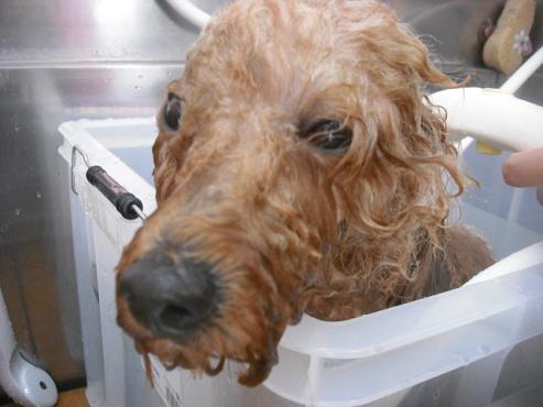 ファイル 1781-3.jpg