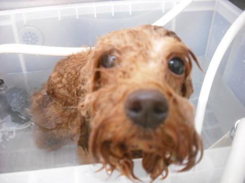 ファイル 1782-3.jpg