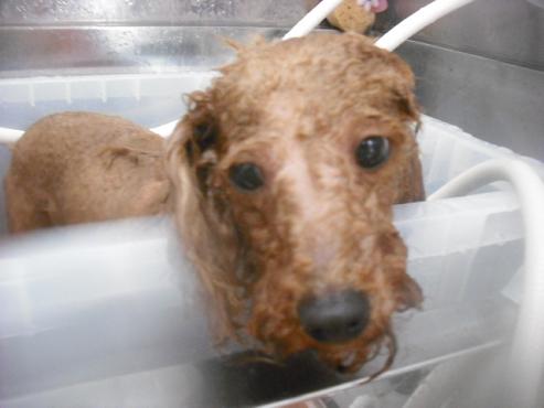 ファイル 1783-2.jpg