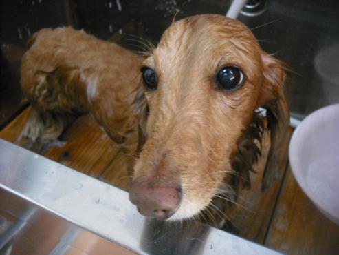 ファイル 1785-2.jpg