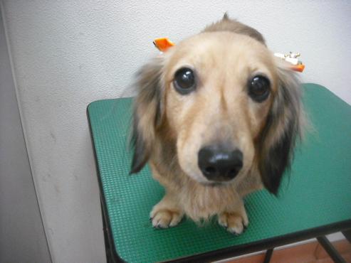 ファイル 1786-1.jpg