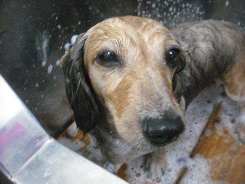 ファイル 1786-3.jpg